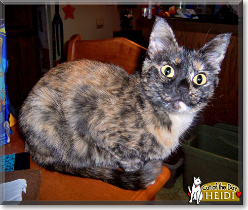 Heidi, the Cat of the Day