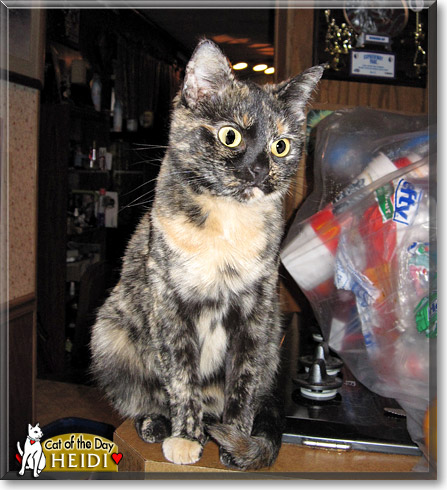 Heidi, the Cat of the Day Heidi, the Cat of the Day