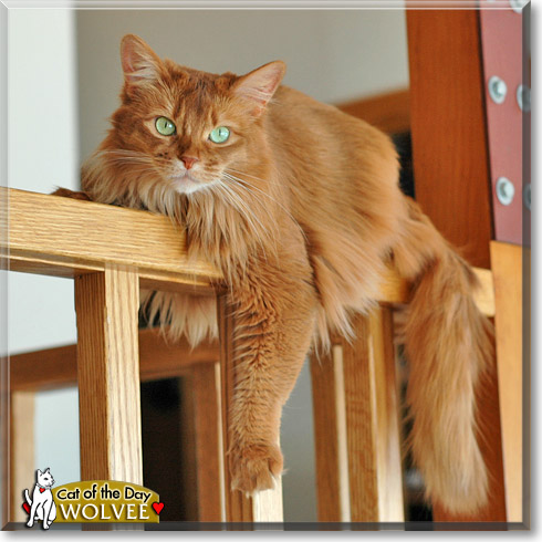 Wolvee, the Cat of the Day