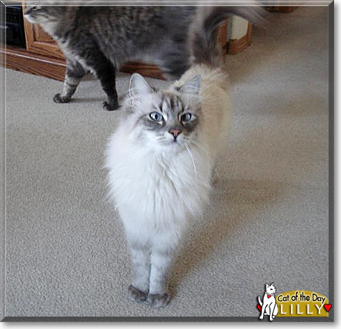 Lilly, the Cat of the Day