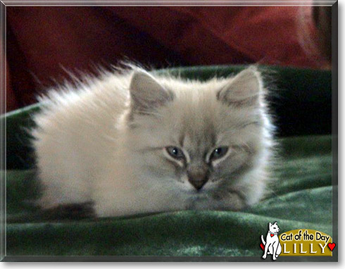 Lilly, the Cat of the Day Lilly, the Cat of the Day