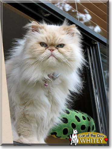 Whitey, the Cat of the Day
