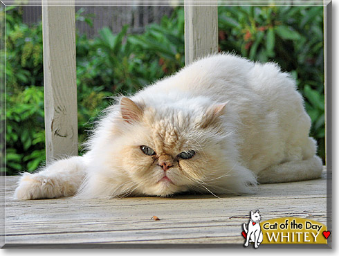 Whitey, the Cat of the Day