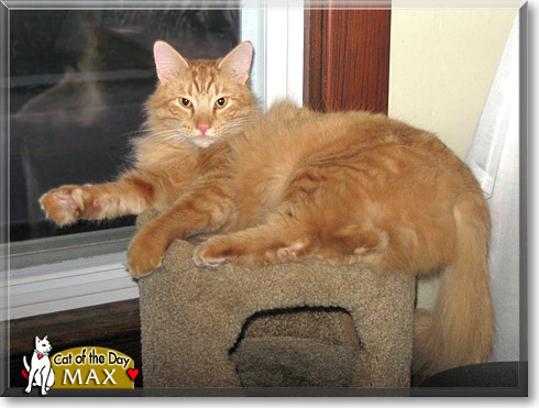 Max, the Cat of the Day
