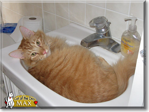 Max, the Cat of the Day