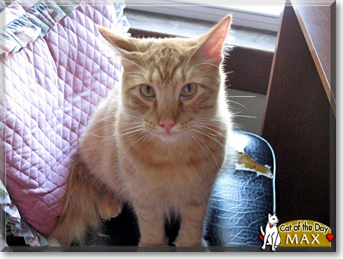 Max, the Cat of the Day