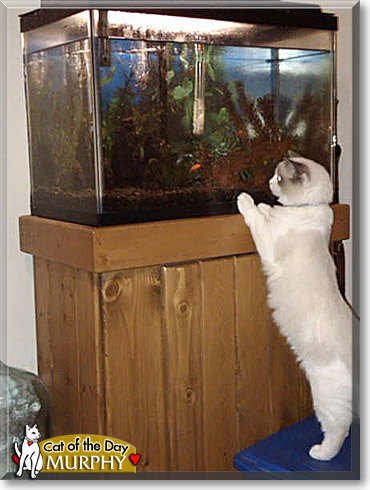 Murphy, the Cat of the Day