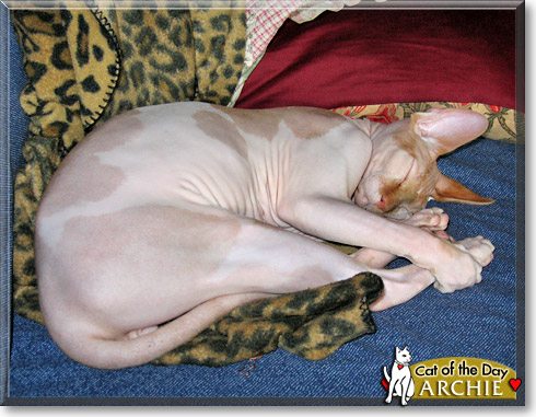 Archie, the Cat of the Day