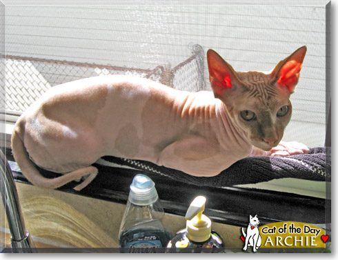 Archie, the Cat of the Day