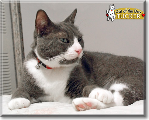 Tucker, the Cat of the Day