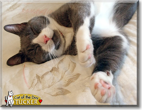 Tucker, the Cat of the Day