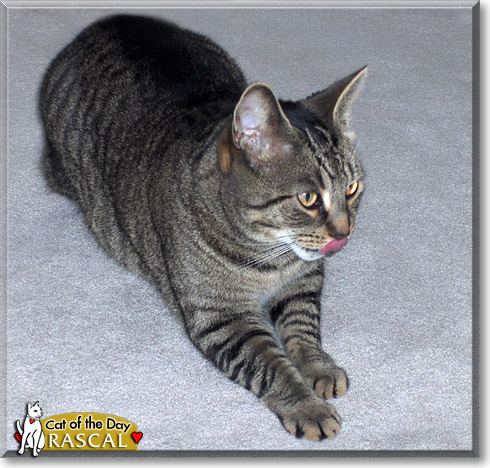 Rascal, the Cat of the Day