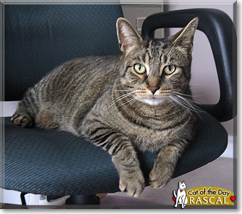 Rascal, the Cat of the Day