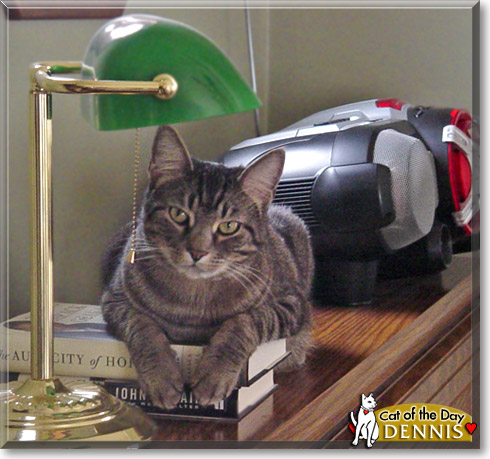 Dennis, the Cat of the Day