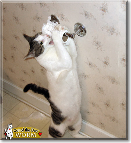Worm, the Cat of the Day