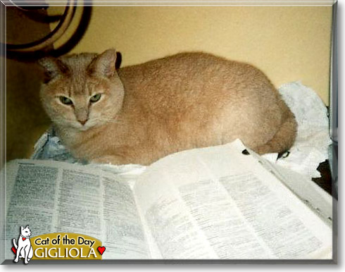 Gigliola, the Cat of the Day