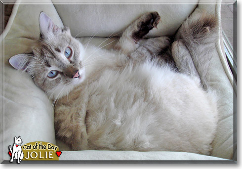 Jolie, the Cat of the Day