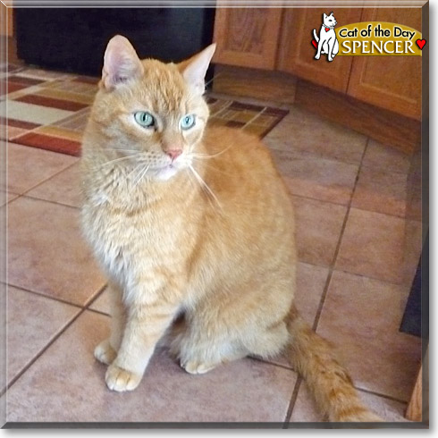Spencer, the Cat of the Day