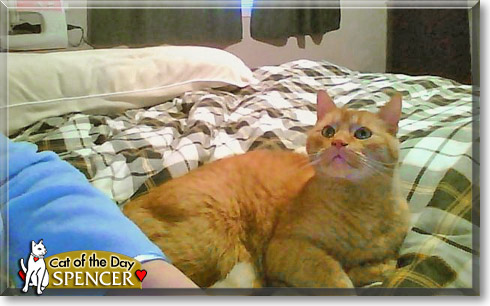 Spencer, the Cat of the Day Spencer, the Cat of the Day