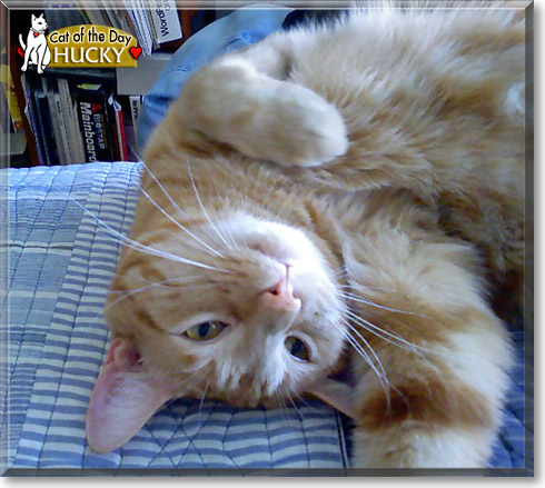 Hucky, the Cat of the Day Hucky, the Cat of the Day