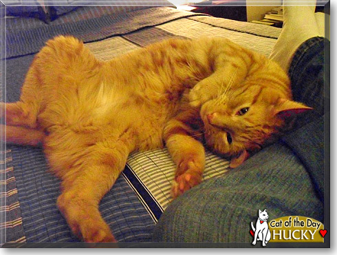 Hucky, the Cat of the Day Hucky, the Cat of the Day
