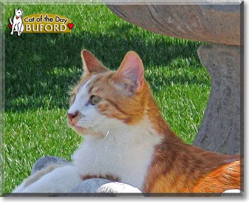 Buford, the Cat of the Day