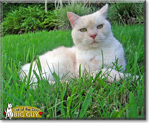 Big Guy, the Cat of the Day