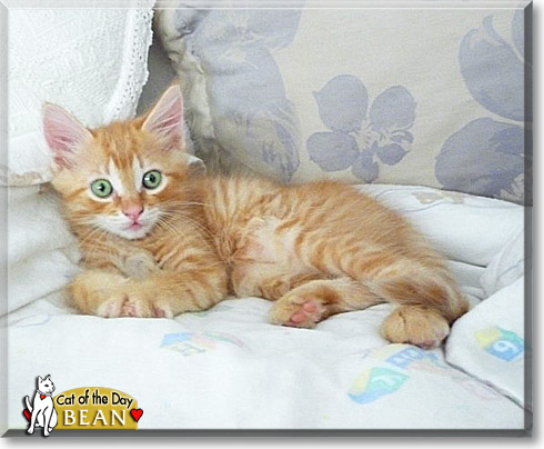 Bean, the Cat of the Day