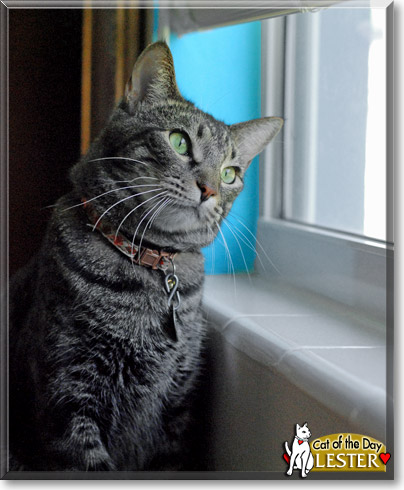 Lester, the Cat of the Day Lester, the Cat of the Day