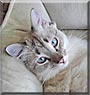 Jolie
