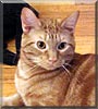 Hucky