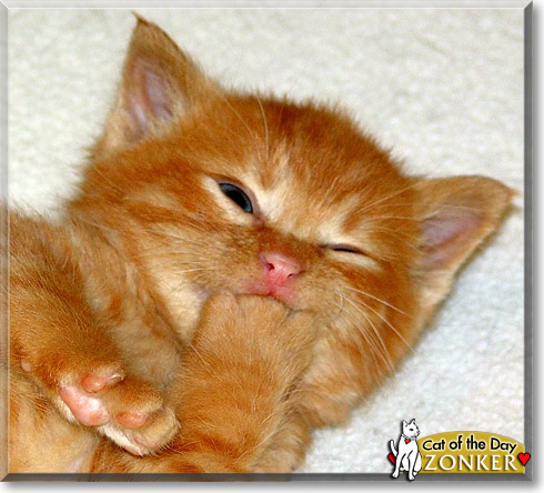 Zonker, the Cat of the Day