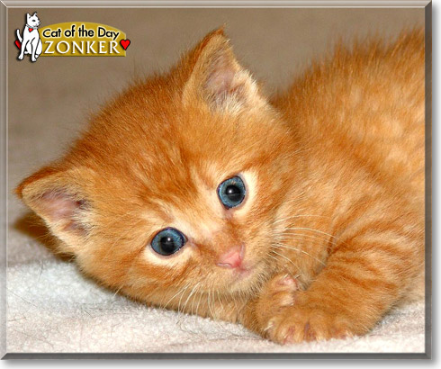 Zonker, the Cat of the Day Zonker, the Cat of the Day
