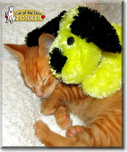 Zonker, the Cat of the Day Zonker, the Cat of the Day