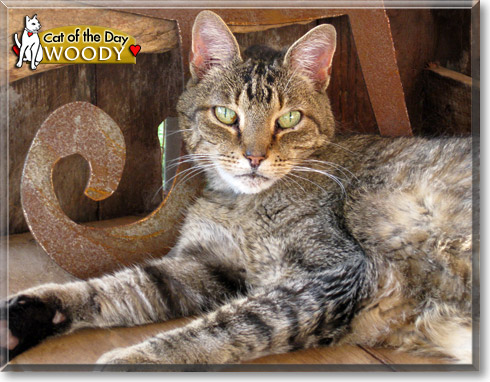 Woody, the Cat of the Day Woody, the Cat of the Day