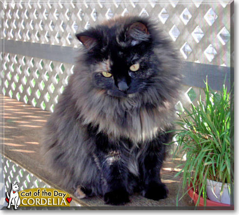 Cordelia, the Cat of the Day