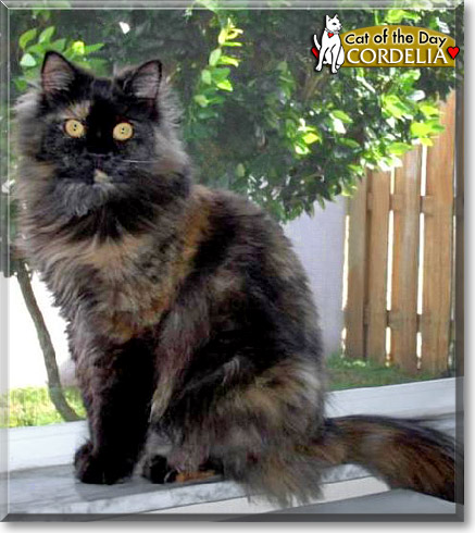 Cordelia, the Cat of the Day