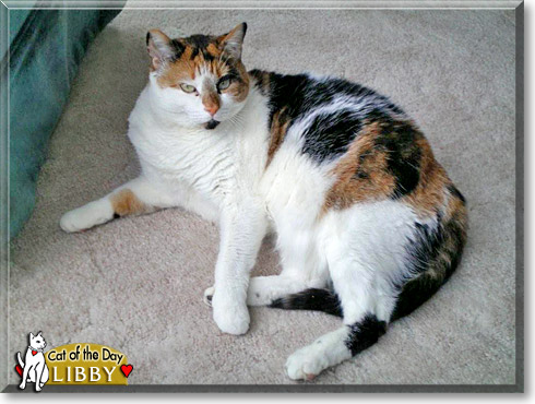Libby, the Cat of the Day