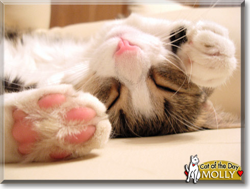 Molly, the Cat of the Day
