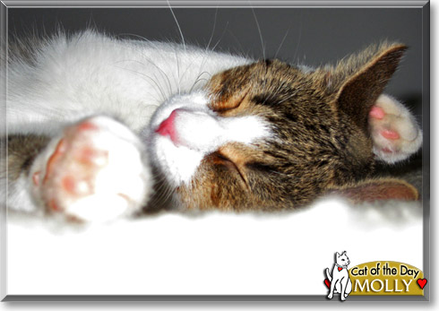 Molly, the Cat of the Day