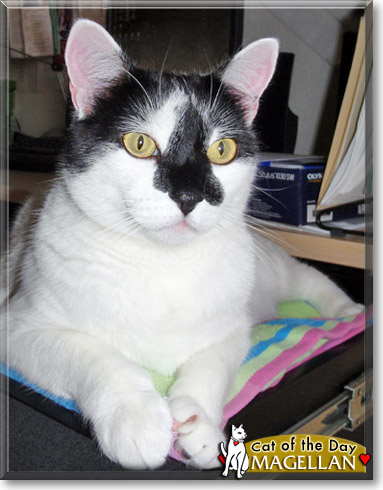 Magellan, the Cat of the Day