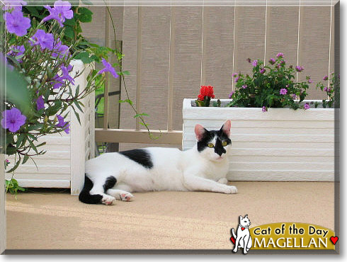 Magellan, the Cat of the Day