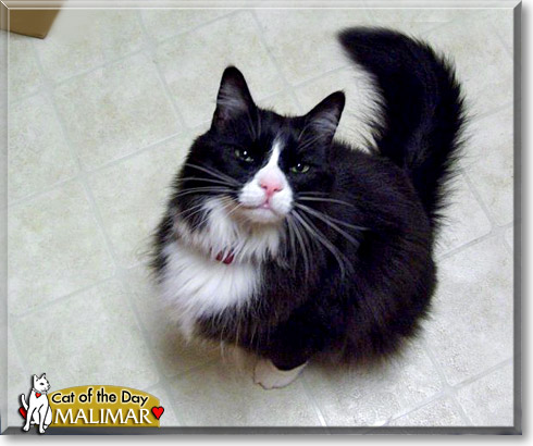 Malimar, the Cat of the Day