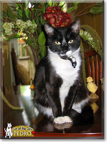 Pedro, the Cat of the Day