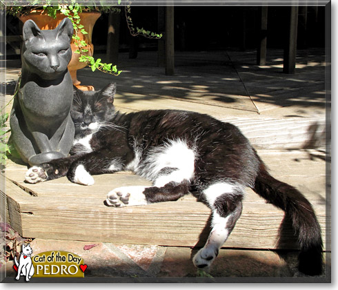 Pedro, the Cat of the Day