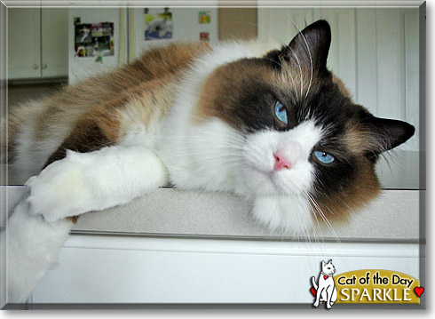 Sparkle, the Cat of the Day