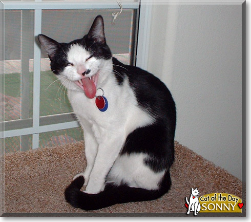 Sonny, the Cat of the Day