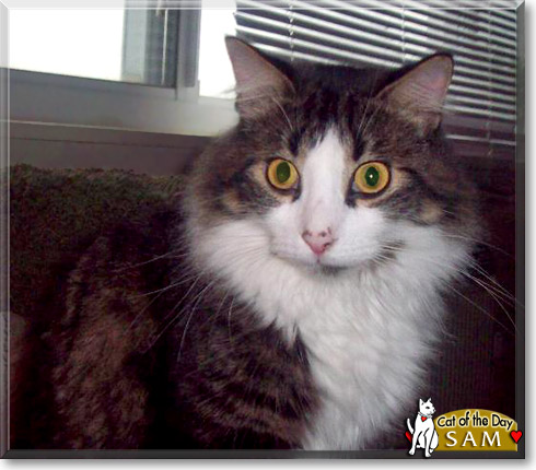 Sam, the Cat of the Day