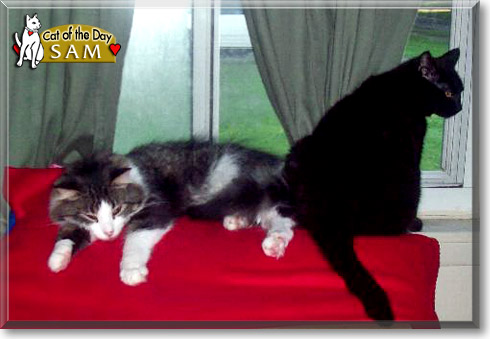 Sam, the Cat of the Day