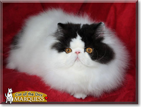 Marquess, the Cat of the Day